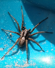 Alopecosa inquilina