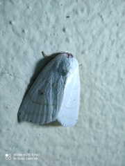 Bagisarinae