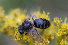 Colletes compactus