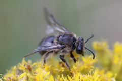 Colletes compactus