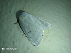Bagisarinae