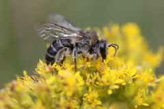 Colletes compactus