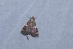 Rehimena phrynealis
