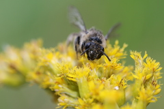 Colletes compactus