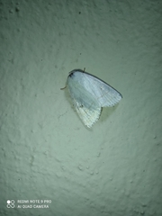 Bagisarinae