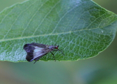 Rhamphomyia marginata
