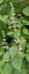 Craniotome furcata