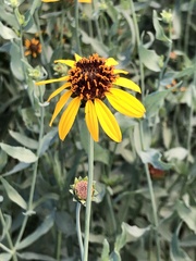 Helianthus ciliaris