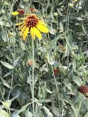 Helianthus ciliaris