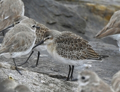 Calidris ferruginea
