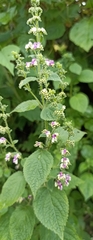 Craniotome furcata