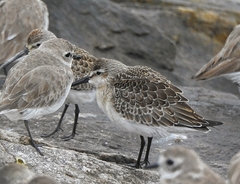 Calidris ferruginea