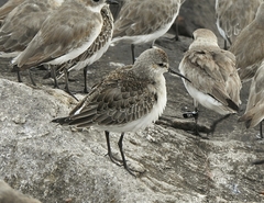 Calidris ferruginea