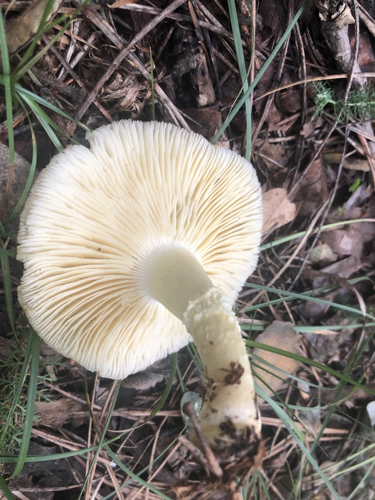 Floccularia albolanaripes from Coconino County, US-AZ, US on September ...