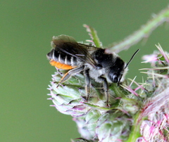Megachile versicolor