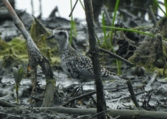 Pluvialis fulva
