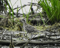 Pluvialis fulva