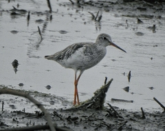 Tringa totanus