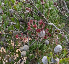 Isopogon trilobus