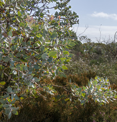 Eucalyptus pleurocarpa