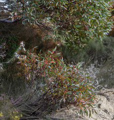 Eucalyptus buprestium