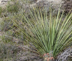 Xanthorrhoea platyphylla