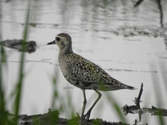Pluvialis fulva