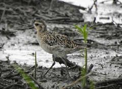 Pluvialis fulva