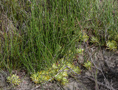 Petrophile prostrata