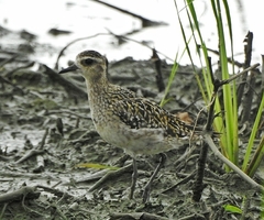 Pluvialis fulva