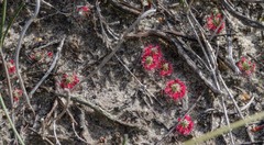Drosera trichocaulis