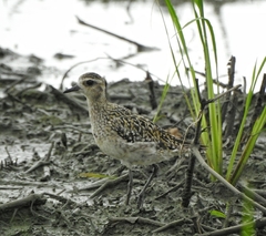 Pluvialis fulva
