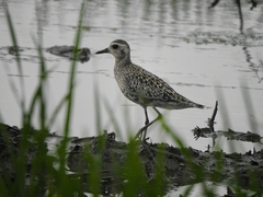 Pluvialis fulva