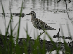 Pluvialis fulva