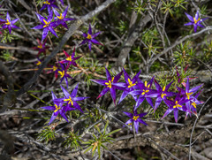 Calectasia