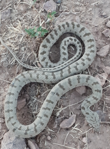 Spotted Whip Snake