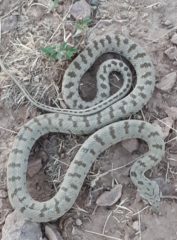 Hemorrhois ravergieri