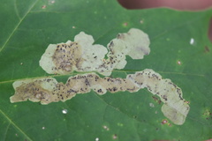Phytomyza aralivora