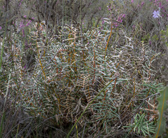 Banksia alliacea