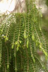 Passerina falcifolia