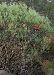 Melaleuca gracilis