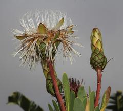 Protea lanceolata