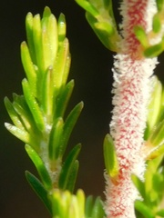 Erica paniculata