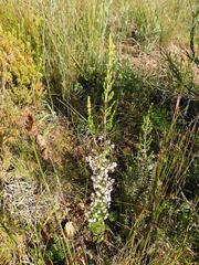Erica paniculata