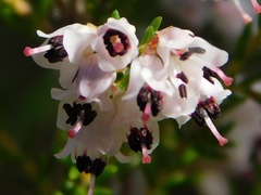 Erica paniculata