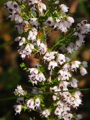 Erica paniculata