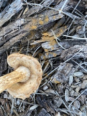 Battarreoides diguetii