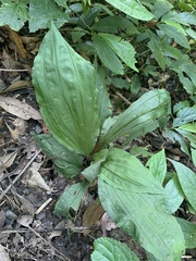 Calanthe triplicata