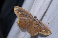 Pareumelea eugeniata