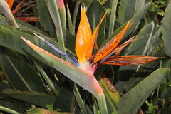 Strelitzia reginae reginae